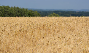ferienwohnungen-wibbelmann