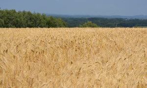 ferienwohnungen-wibbelmann